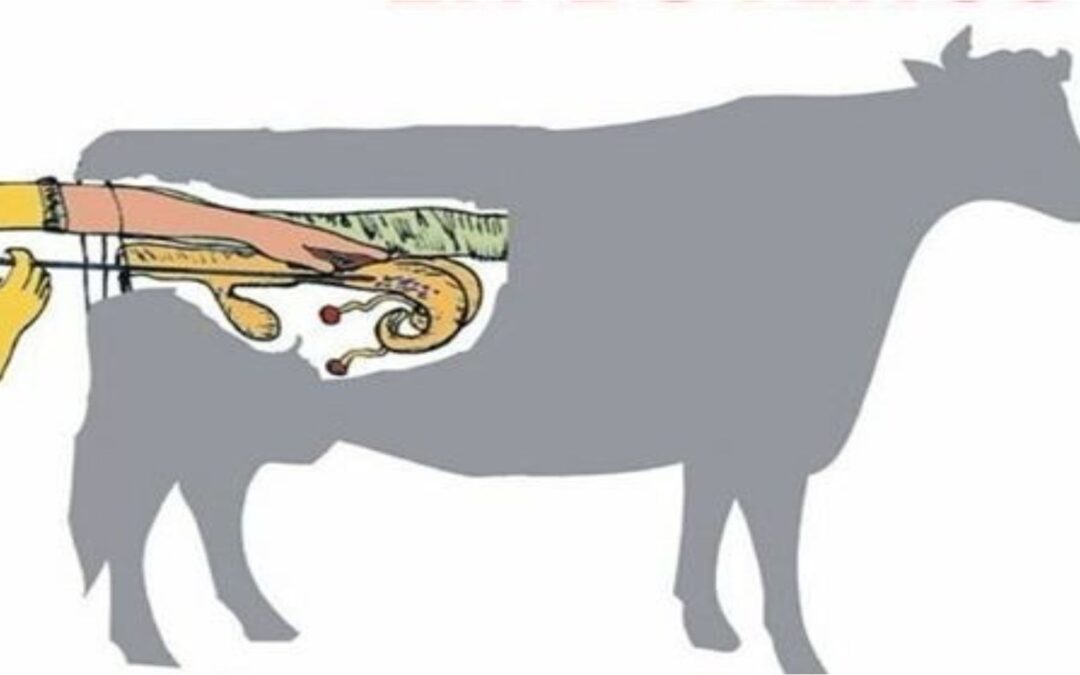 O que é a inseminação artificial em bovinos?  E qual as vantagens?